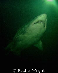 Sand Tiger shark - edinburgh aquarium shark dive by Rachel Wright 